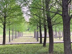 -上海滨江森林公园