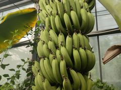 -呀路古热带植物园