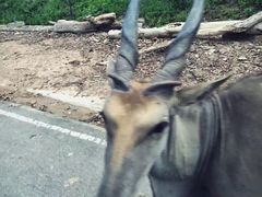 -清迈夜间动物园