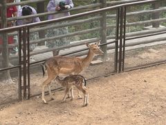 -青藏高原野生动物园