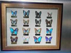 -上海昆虫博物馆