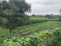 -南汇新场正宗水蜜桃采摘