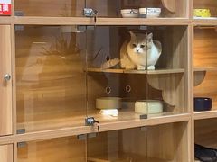 -喵百万·布偶·蓝金金渐层英短·猫舍(百子湾店)