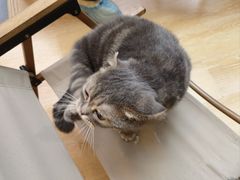 -猫咪派对(江南西店)