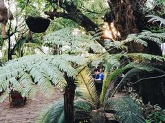 -Fern Forest Cafe
