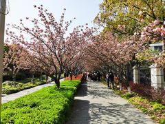 -高东镇樱花园