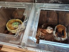 -酷以爬仙阁实体爬宠店·守宫·蜥蜴·专业繁育