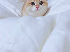 -猫大福·Fortune Cat猫舍(百子湾店)