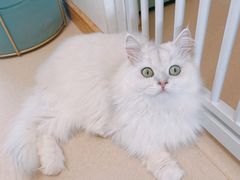 -猫在这儿猫咪咖啡馆·撸猫馆