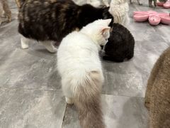 -楼上猫咖(罗湖店)
