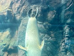 -大阪海游馆