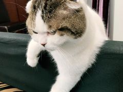 -宠物梦想家(日月豪庭店)