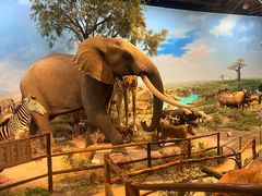 -陕西自然博物馆