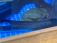 -皇朝尊会(龙之梦大酒店)