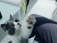 -喵的天空名猫咖啡馆·撸猫·猫舍·用品