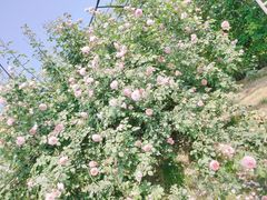 -都江堰玫瑰花溪谷