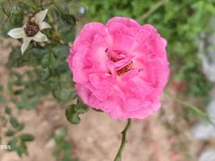 -东莞植物园