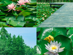 -白鹭湾湿地公园