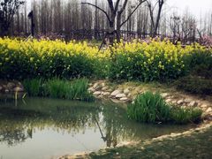 -田园东方蜜桃村的田野营地