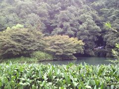 iphone_upload_pic-九溪烟树