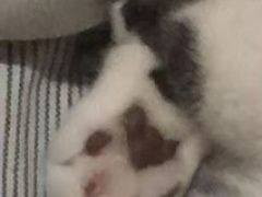 -佳雯宠物医院·皮肤科·内外科(春晓路分院)