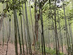 -上海佘山国家森林公园天马山园