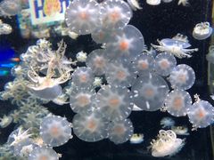 -太平洋海底世界