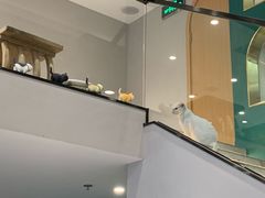 -飞行喵MR PILOT|猫舍·猫咖(静安大融城店)