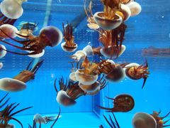 -海合安成都极地海洋公园