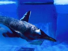 -海合安成都极地海洋公园