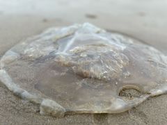 -秦皇岛阿尔卡迪亚滨海度假酒店