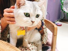 -藏猫猫咖啡主题馆(中央大道店)