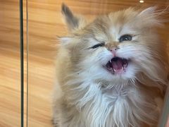 -猫十亿·布偶金渐层·曼基康矮脚猫舍(青年路店)