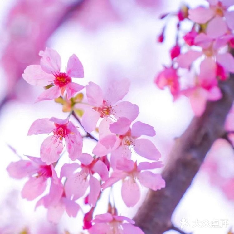 太湖佳绝处,最美在鼋头🌸
