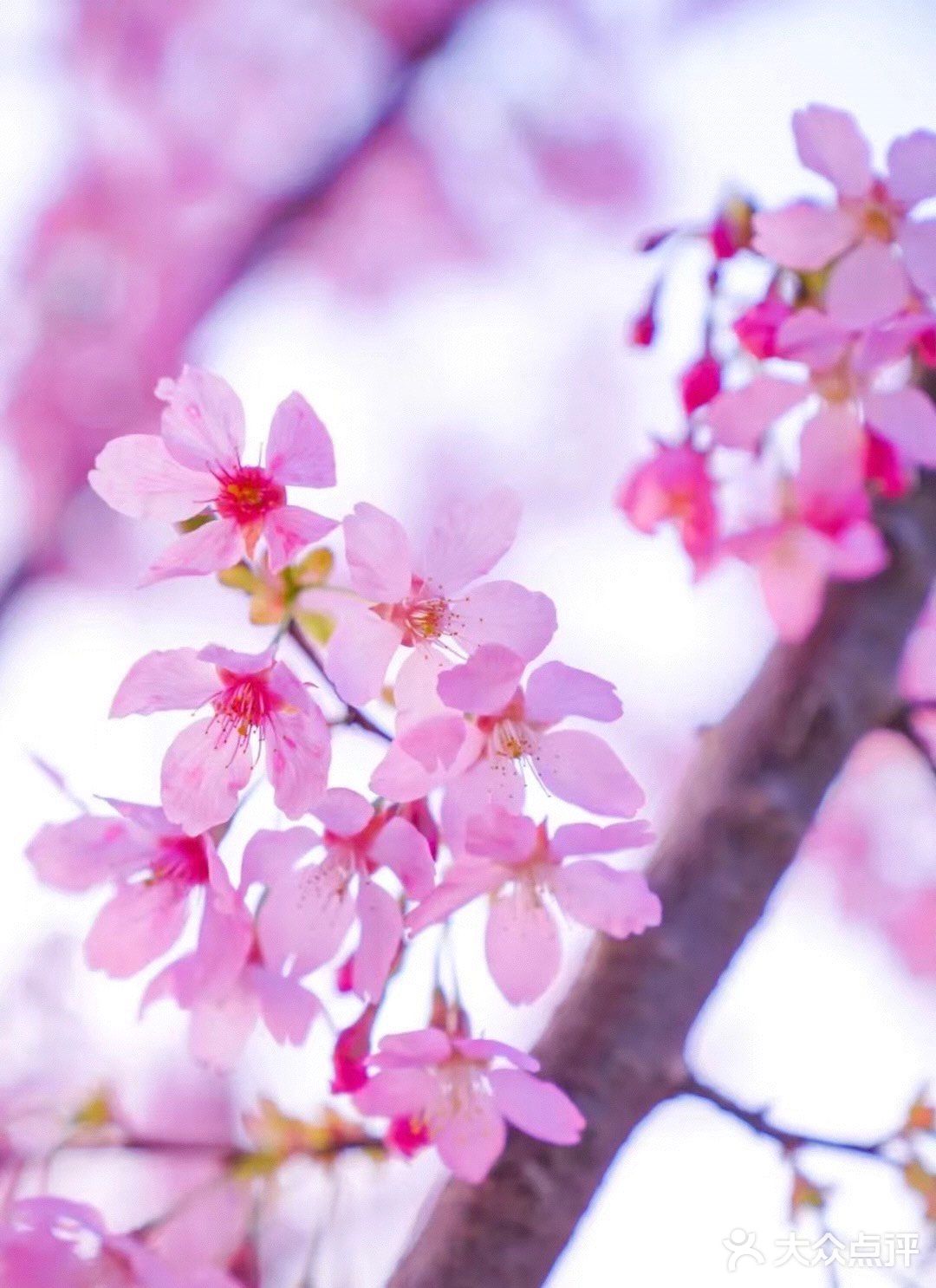太湖佳绝处，最美在鼋头🌸