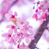 太湖佳绝处，最美在鼋头🌸