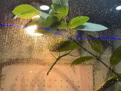 -上海大自然野生昆虫馆(东方明珠·爬宠昆虫探索中心)