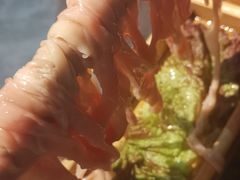 鸭肠儿-湊湊火锅·茶憩(新中关购物中心店)