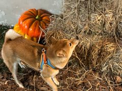 -爪吧宠物乐园 (温榆河示范区店)