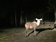 -清迈夜间动物园