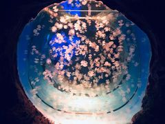 -白鹿仓冰雪海洋世界