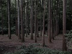-杭州植物园