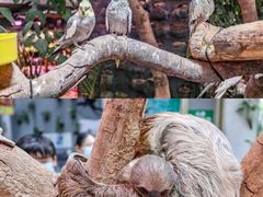 -正佳雨林生态植物园
