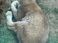 -青藏高原野生动物园