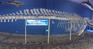 景点-福州罗源湾海洋世界旅游区