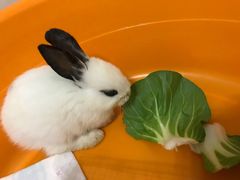 -艾贝尔宠物医院·24H转诊中心·肿瘤猫专科(江宁双龙店)