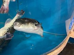 -天正河鲀·河豚亭(大连店)