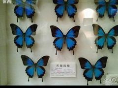 -上海大自然野生昆虫馆(东方明珠·爬宠昆虫探索中心)