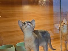 -猫十亿·布偶金渐层·曼基康矮脚猫舍(青年路店)