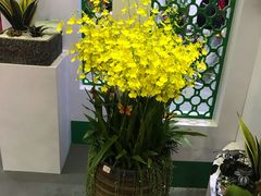 -东南花都花博园